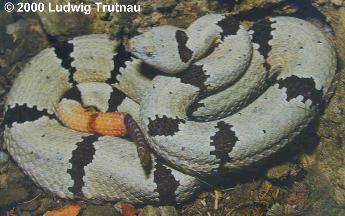 Crotalus lepidus klauberi Bild02